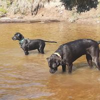 Granville Dog Park ico