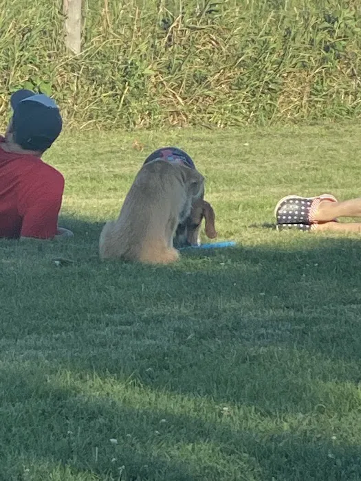 Mitchell Park Dog Exercise Areas 10