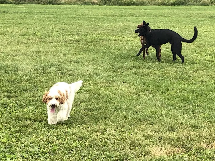 Mitchell Park Dog Exercise Areas 3