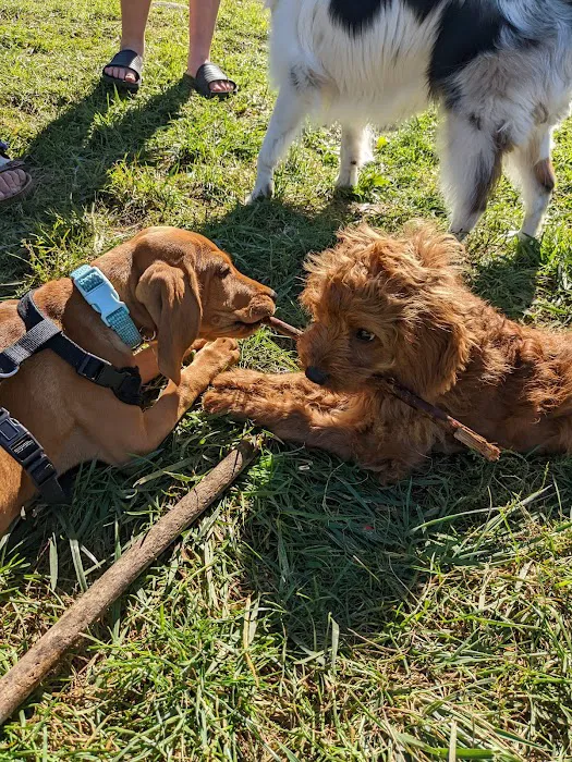 Homestead Howl Dog Park 2