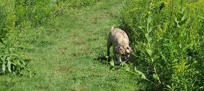 Homestead Howl Dog Park 1