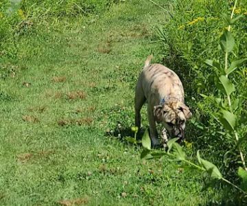 Homestead Howl Dog Park