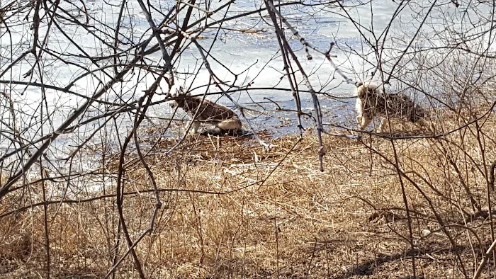 Tails & Trails Dog Park 1