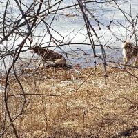 Tails & Trails Dog Park ico