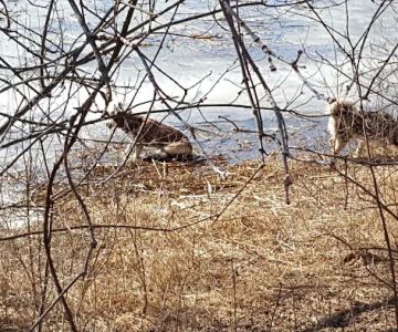 Tails & Trails Dog Park