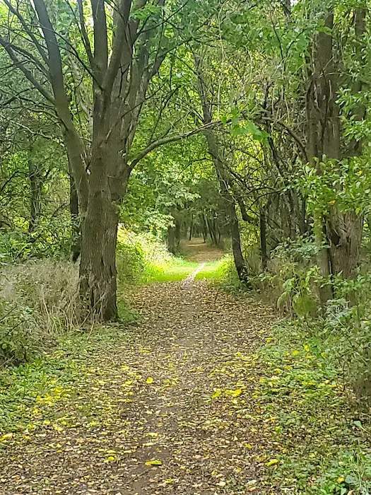 Tails & Trails Dog Park 8