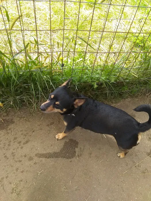 Paw Print Dog Park 10