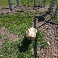 Dog Park at Love's Travel Stops ico