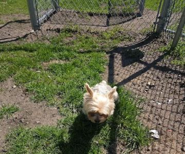 Dog Park at Love's Travel Stops