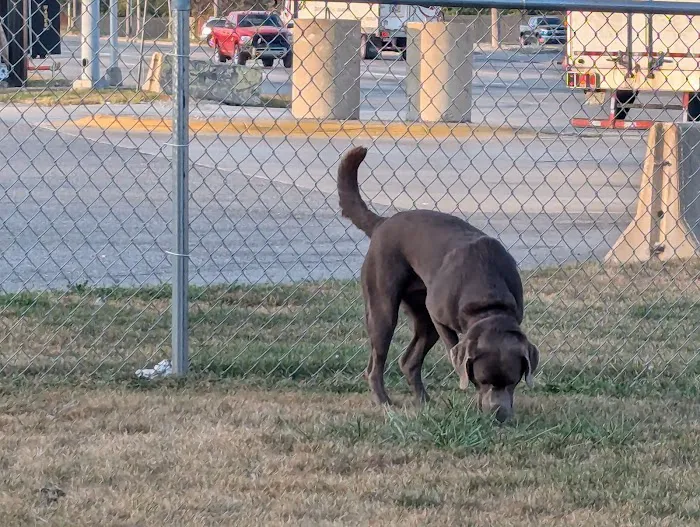 Dog Park at Love's Travel Stops 7