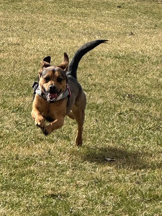 Dog Park 2