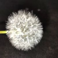 Dog Park ico