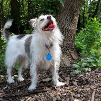 Muttland Meadows ico