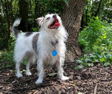 Muttland Meadows