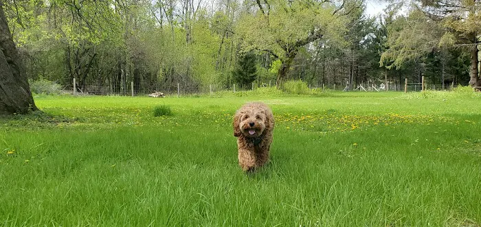 Sandy Paws Dog Park 3