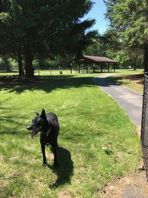 Sandy Paws Dog Park 10