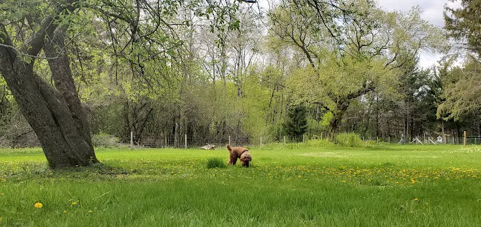 Sandy Paws Dog Park 5