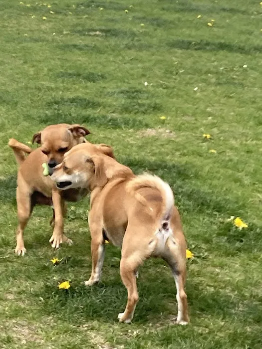 Dog Park at Love's Travel Stops 1