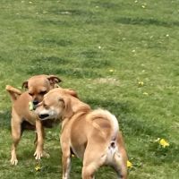 Dog Park at Love's Travel Stops ico