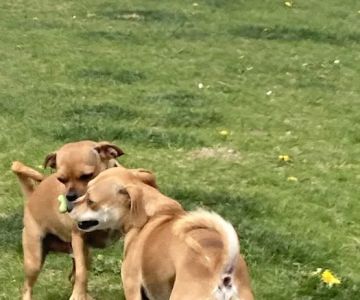 Dog Park at Love's Travel Stops