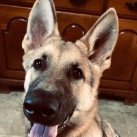 Barkwood Dog Park ico