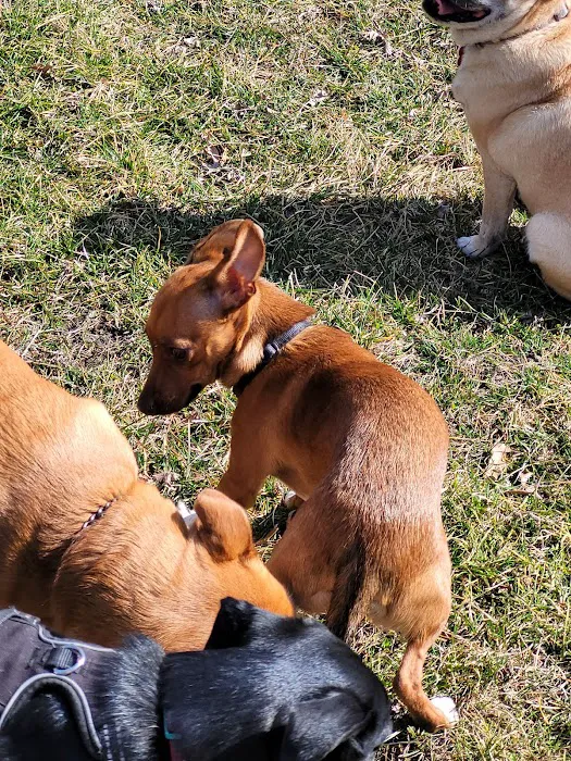 Woodland Dog Park 5