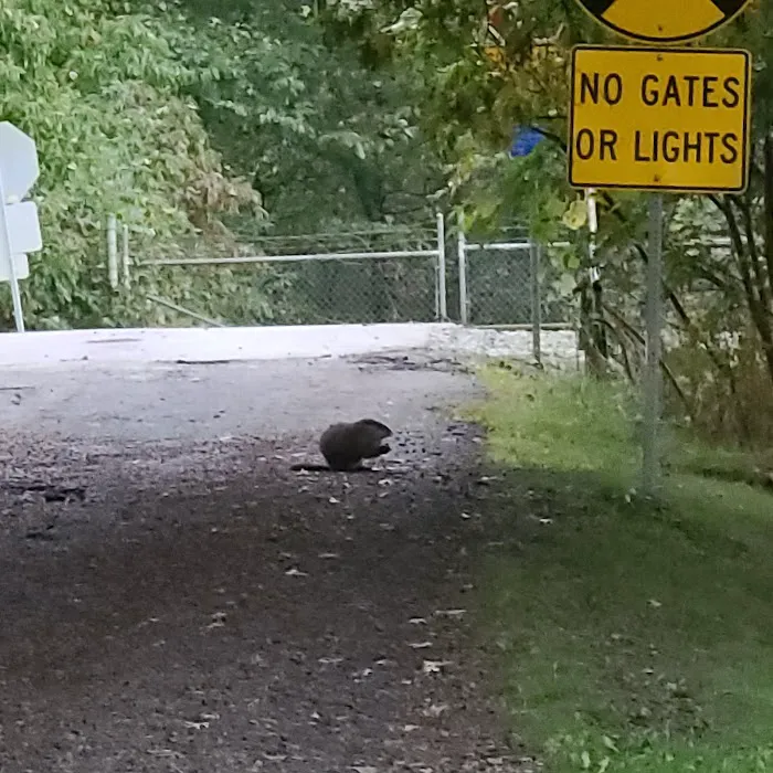 Woodland Dog Park 10