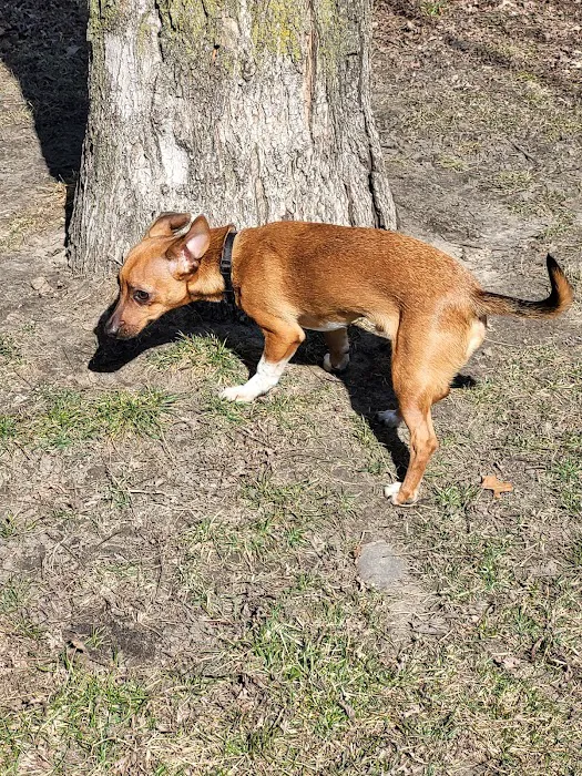 Woodland Dog Park 3