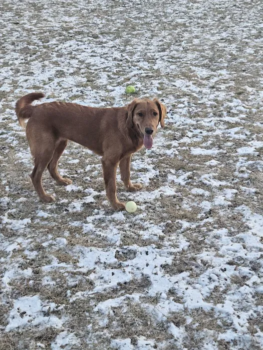 ValPAWraiso Dog Park 6