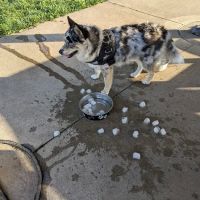 ValPAWraiso Dog Park ico