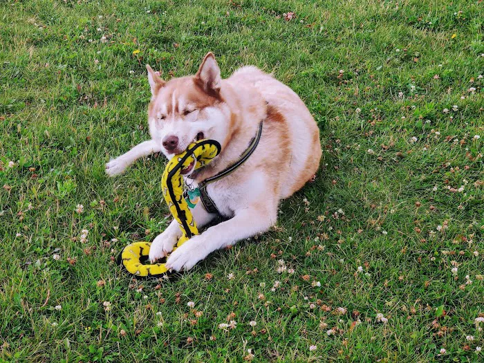 Pepi's Playground 4