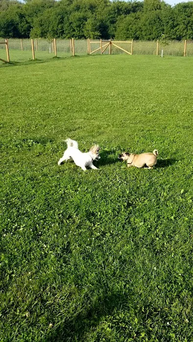 Wag-n-Tag Dog park 6