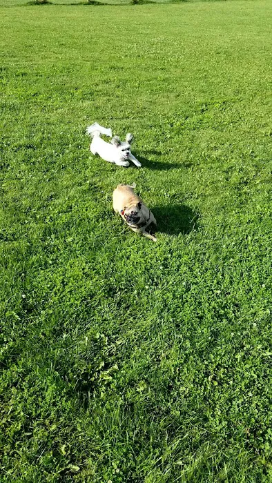 Wag-n-Tag Dog park 5