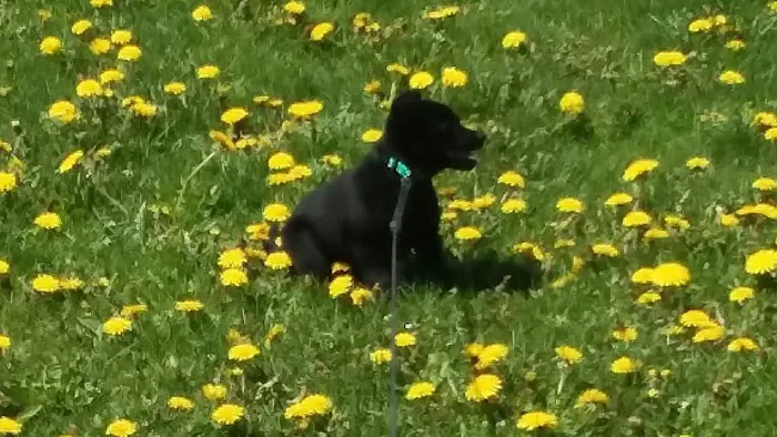 Wag-n-Tag Dog park 10