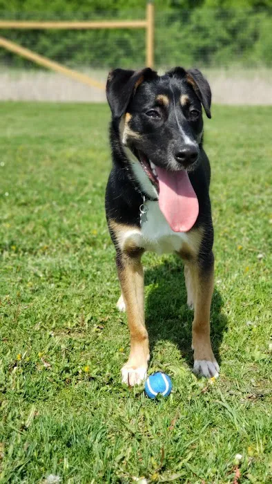 Wag-n-Tag Dog park 9
