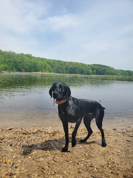 Dog Training Area 8