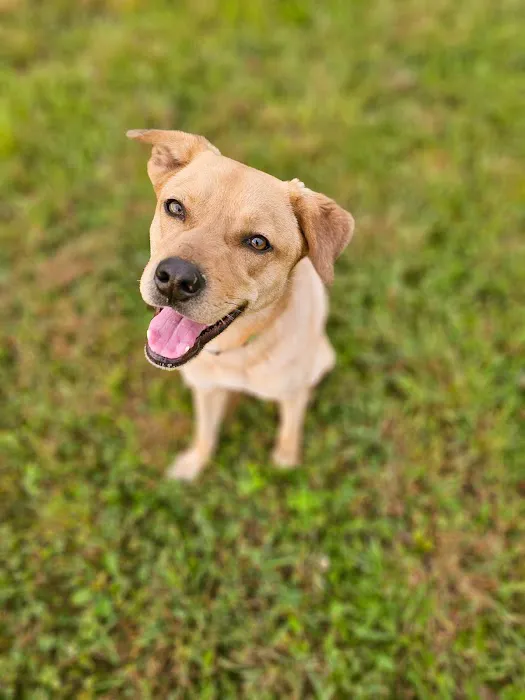 Devine Dog Park 6