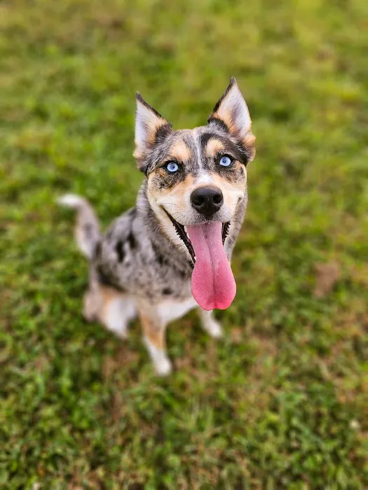 Devine Dog Park 1