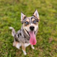 Devine Dog Park ico