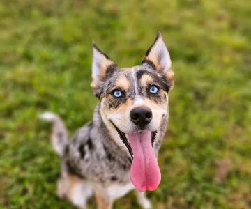 Devine Dog Park