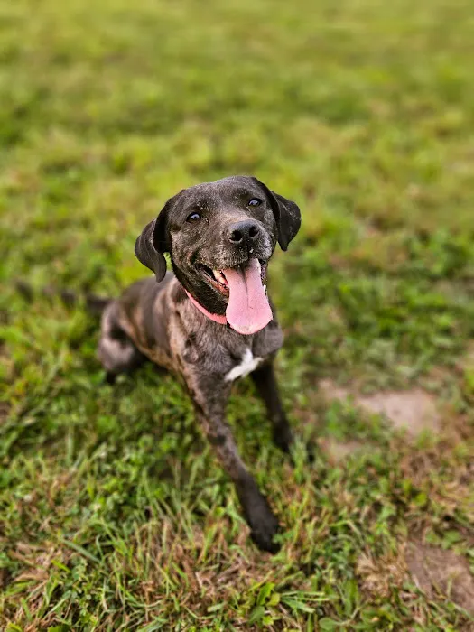 Devine Dog Park 2