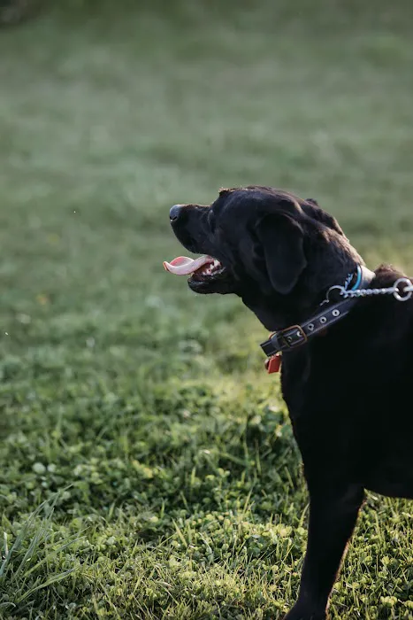 Devine Dog Park 8