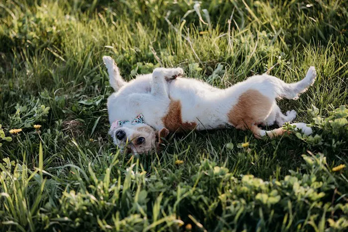 Devine Dog Park 9