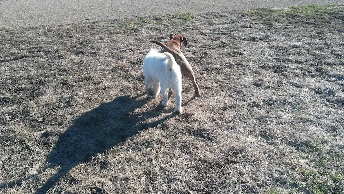 Jon Blanchard Dog Park 9