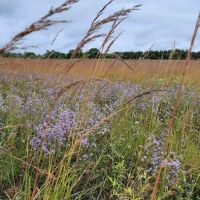 Anderson Farm County Dog Park ico