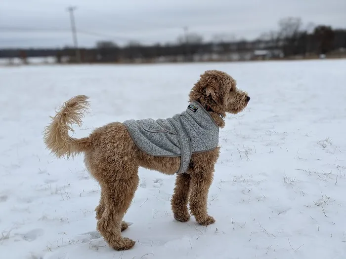 Capital Springs Dog Park 3