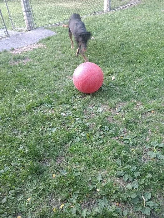 My Dog and Me 9