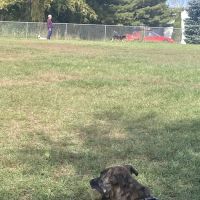 Monona Dog Park ico