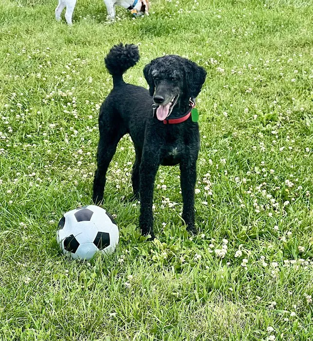 Monona Dog Park 6