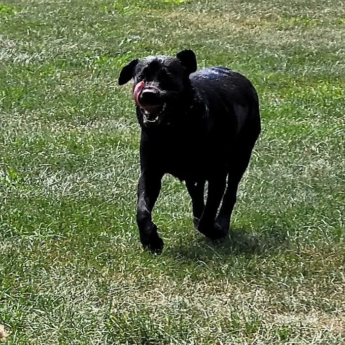Monona Dog Park 10